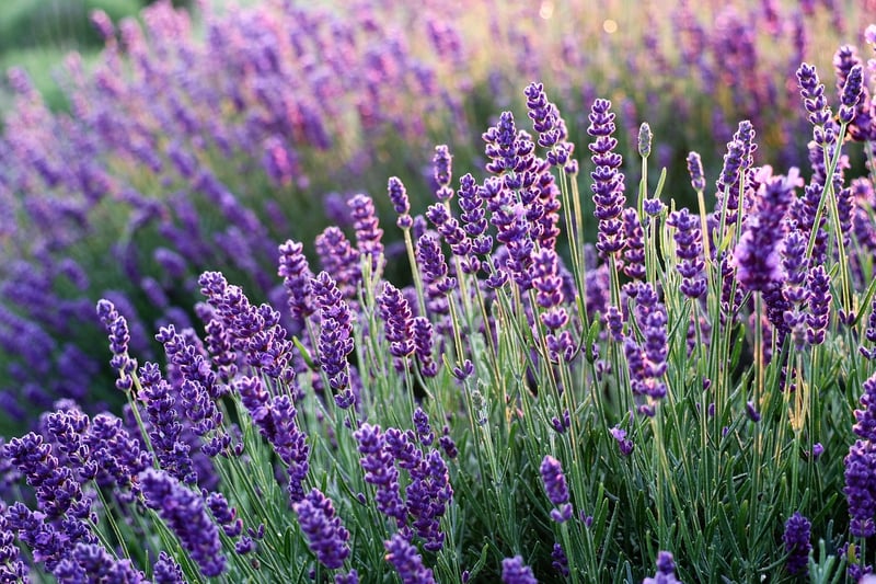 Aromatic garden