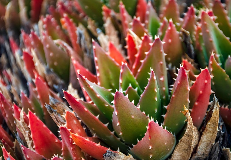 Desert plants
