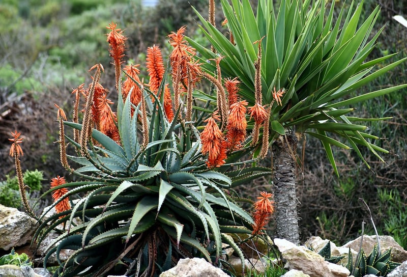 Drought-resistant