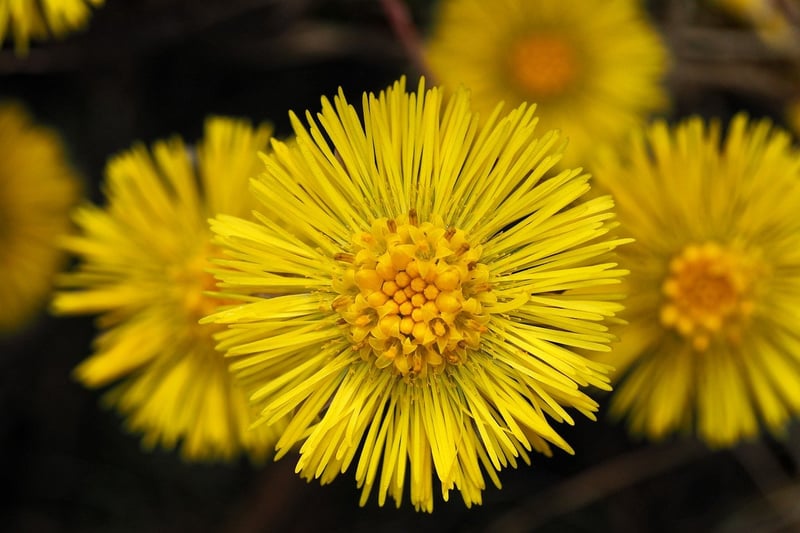 Medicinal plants
